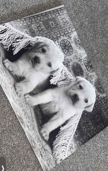 Photo of free Puppy canvas (Waltham cross EN8) #1