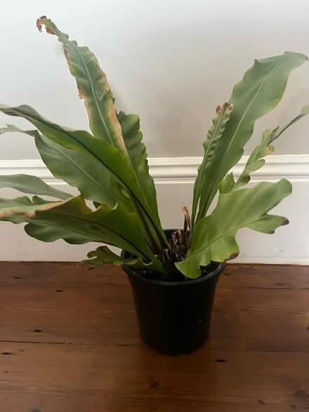 Photo of free House plant (Winkfield Row RG42) #1