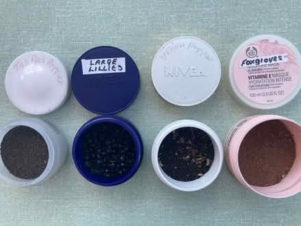 Photo of free Seeds collected this summer (Hallgarth LA9) #1