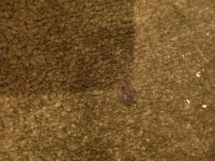 Photo of free Green rug (Ashhill walk Bd47jf) #3
