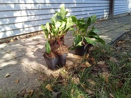 Photo of free Native foxglove flowers (Fontenaix subdiv., Naperville) #3