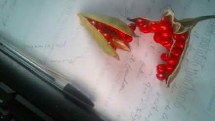 Photo of free Lily seeds, lots (Halstead CO9) #1