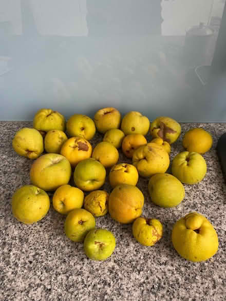 Photo of free Quinces (Wanstead E11) #1