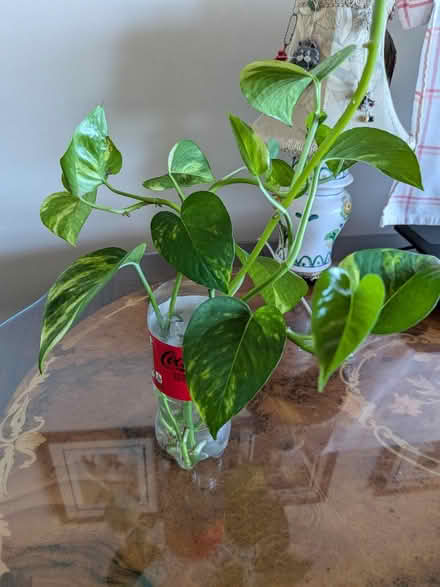 Photo of free Vine cuttings (Near Carlingwood mall) #1