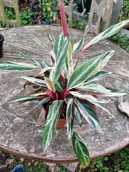 Photo of free House plant not sure what type (Denton M34) #1