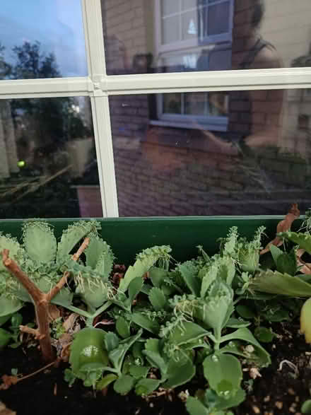 Photo of free Mother of thousands (Littlemore OX4) #4