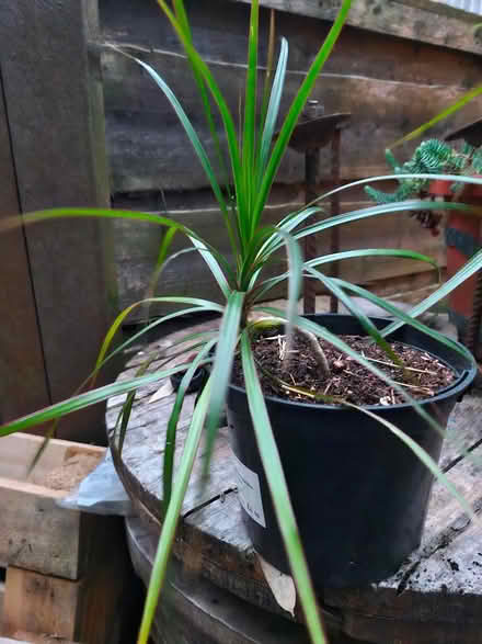 Photo of free Housplnt small MadagascarDragonTree (Denton M34) #1