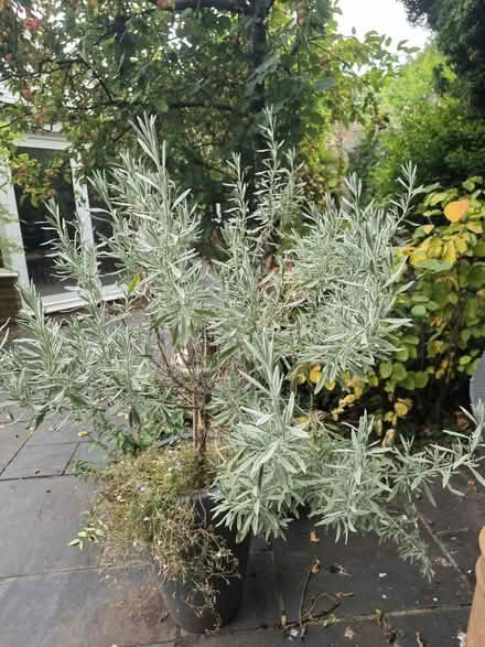 Photo of free Established standard Lavender (Bovingdon) #1