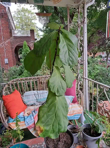 Photo of free Plants (Brightwood-Takoma) #1