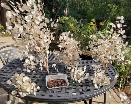 Photo of free Honesty seed heads and seeds (Cherry Orchard) #1