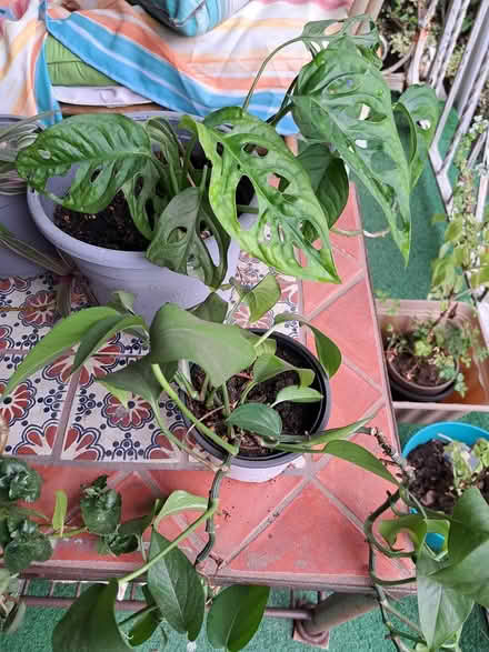 Photo of free Plants (Brightwood-Takoma) #4