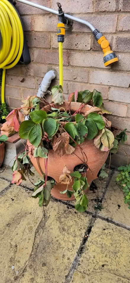 Photo of free Strawberry Planter (Ramsey PE26) #2