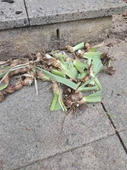 Photo of free Purple Iris Bulbs (North Abingdon, OX14) #1
