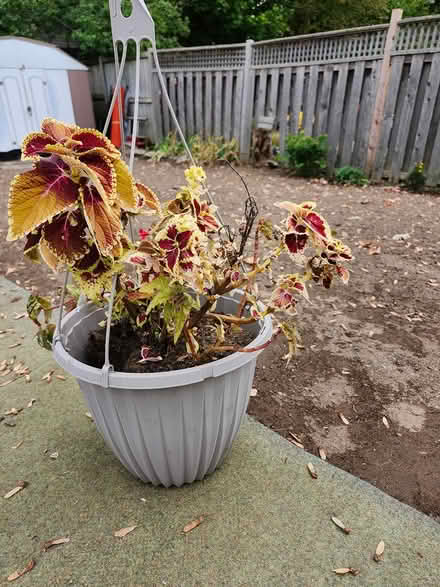 Photo of free Begonias and coleus (Wellington Village) #2