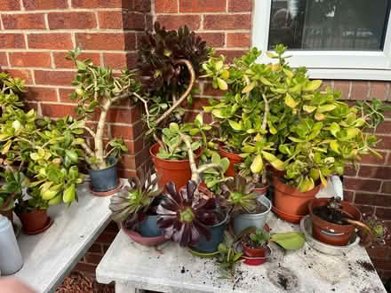 Photo of free House plants. (Langley SL3) #2