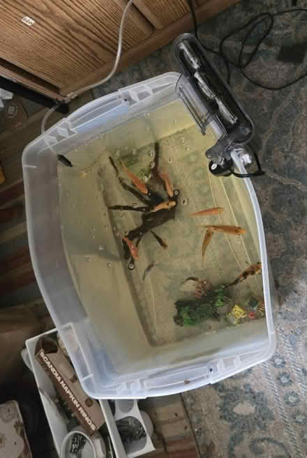 Photo of Fish Tank (Little lever BL3) #1