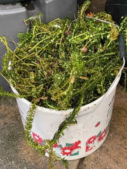 Photo of free Oxygenating plants (B27, Acocks Green.B27) #1