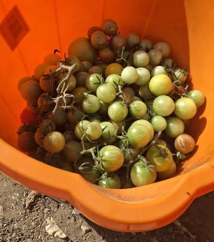 Photo of free Green tomatoes (Rhayader LD6) #1