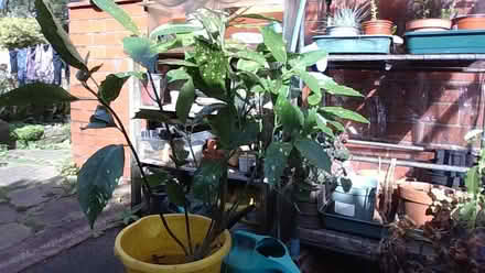 Photo of free variegated laurel bush (Heaton Mersey SK4) #1
