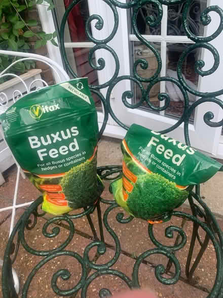 Photo of free Buxus tree π³ feed (Bn20 7qw) #1