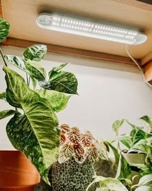 Photo of Grow lights (Clevedon BS21) #2