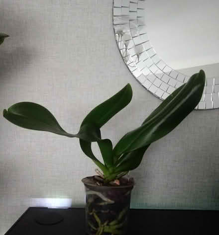 Photo of free Orchid (Horsham, RH13 5) #1