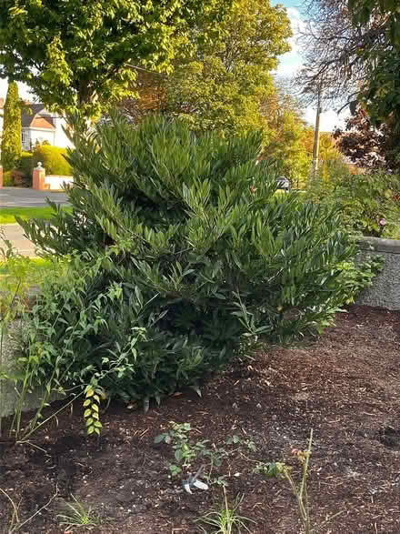 Photo of free Cherry laurel and small conifer (Blackrock) #1
