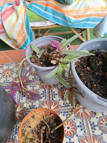 Photo of free Plants (Brightwood-Takoma) #3