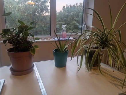 Photo of free 3 free plants (Patcham BN1) #1