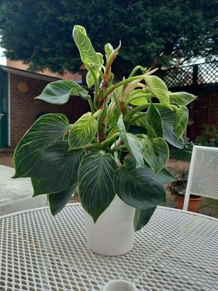 Photo of free Green house plant (Woodley RG5) #2