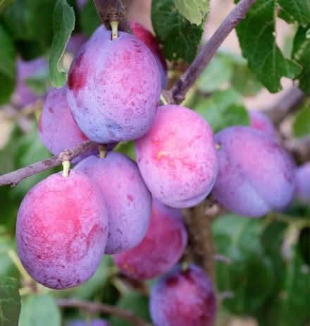 Photo of Plums (Central District) #1