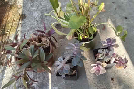 Photo of free houseplants (Hawthorne Hills in NE Seattle) #2