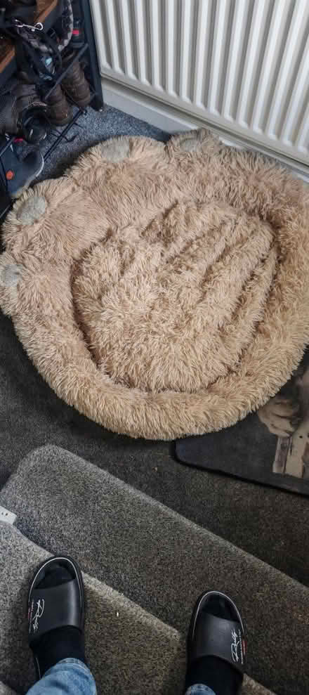 Photo of free Dog Bed (Sunniside NE16) #1