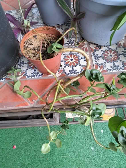 Photo of free Plants (Brightwood-Takoma) #2