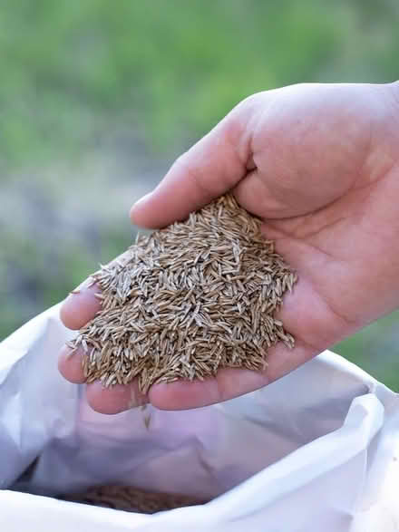 Photo of 2 handfuls of grass seed (Norton Lees S8) #1