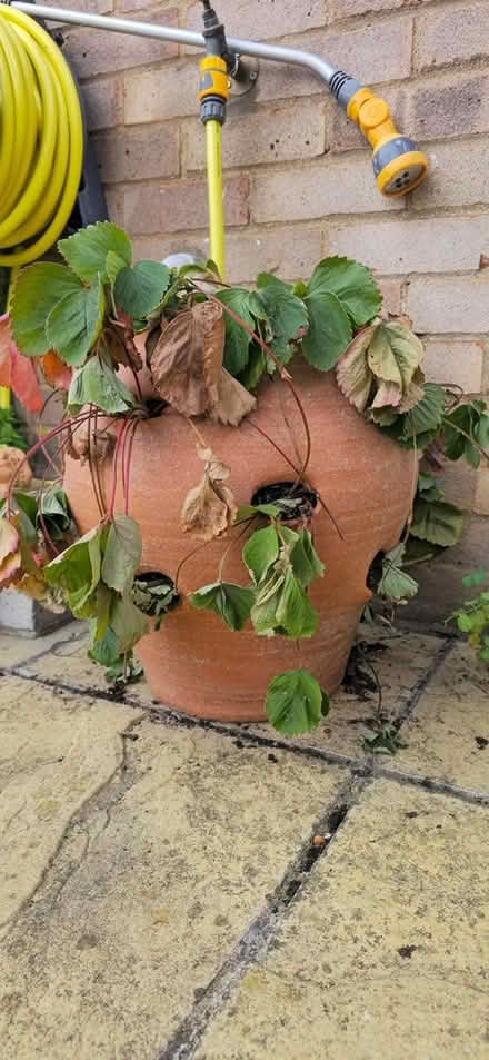 Photo of free Strawberry Planter (Ramsey PE26) #1