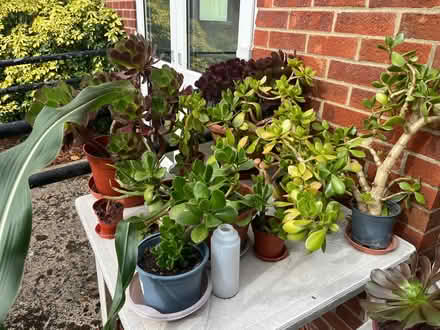 Photo of free House plants. (Langley SL3) #1