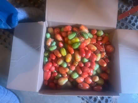 Photo of free More Paste Tomatoes (Upper Red Hook, NY) #1