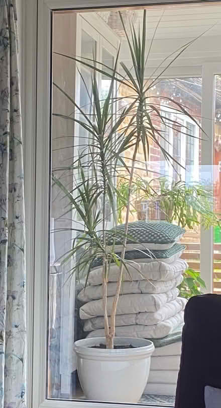 Photo of free Tall houseplant (Great Bourton, OX17) #1
