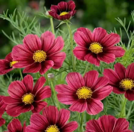 Photo of Cosmos Seeds (Cheddington LU7) #4