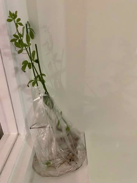 Photo of free Winter jasmine (Portsmouth - PO4 Milton) #1