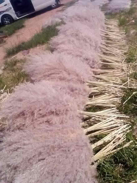 Photo of free pampas grass plums (Croydon South CR2) #1