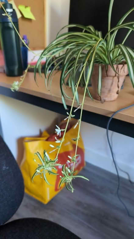 Photo of free Spider plant pups (M146Nj) #1