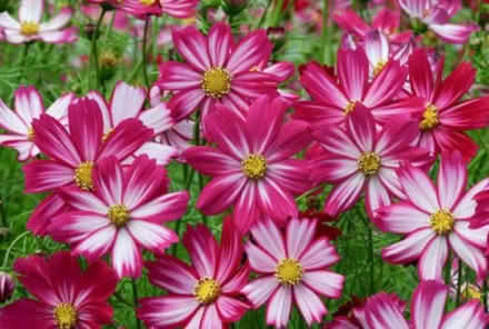 Photo of Cosmos Seeds (Cheddington LU7) #2