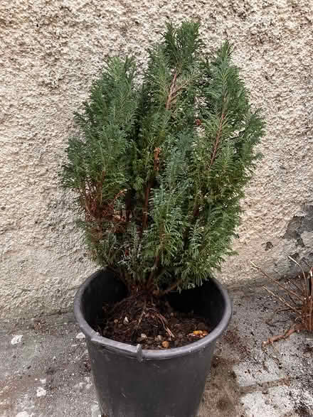 Photo of free Cherry laurel and small conifer (Blackrock) #2