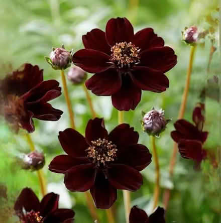 Photo of Cosmos Seeds (Cheddington LU7) #3