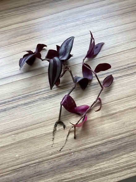 Photo of free Tradescantia Cuttings (Charminster BH8) #1