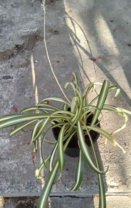 Photo of free houseplants (Hawthorne Hills in NE Seattle) #1