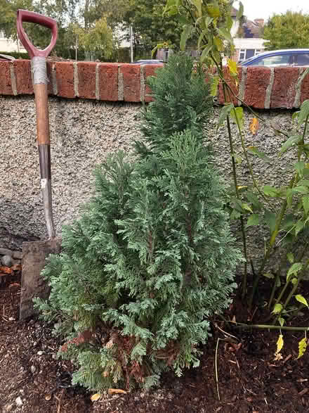 Photo of free Cherry laurel and small conifer (Blackrock) #3