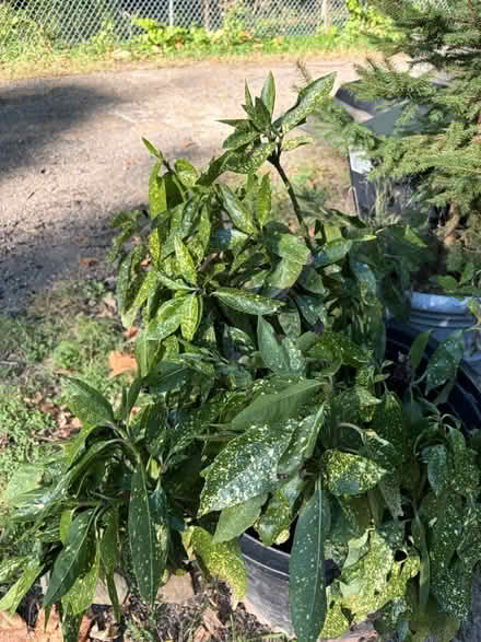 Photo of free Spotted Laurel plant (North side of Cleveland Hts) #1